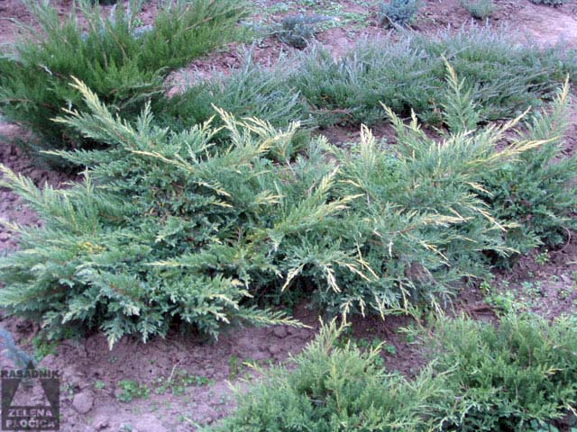 Polegla kleka Juniperus pfitzeriana 'Gold Coast'
